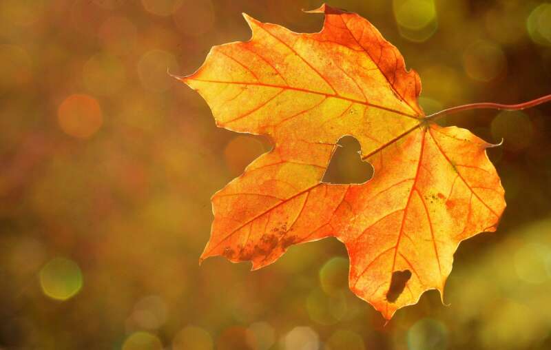 Herfst